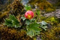 Andean flower Royalty Free Stock Photo