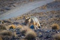 Andean fox, also known as culpeo Lycalopex culpaeus spotted in Villavicencio natural reserve, Mendoza, Argentina