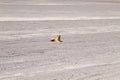 Andean fox close up,Bolivia Royalty Free Stock Photo