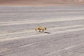 Andean fox close up,Bolivia Royalty Free Stock Photo