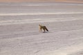 Andean fox close up,Bolivia Royalty Free Stock Photo