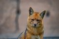 Andean Fox/Culpeo Lycalopex culpaeus