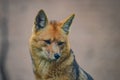 Andean Fox / Culpeo Lycalopex culpaeus