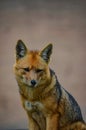 Andean Fox, or culpeo Lycalopex culpaeus
