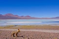 Andean fox, culpeo, Lycalopex Culpaeus, at Lagoon Laguna Brava, near Paso Pircas Negras pass, Argentina, South America