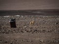 Andean fox culpeo lycalopex culpaeus wildlife animal next to garbage trash can in Bolivia Chile Atacama Andes mountains