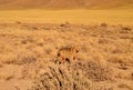 Andean Fox Gracing in the Foothill of Atacama Desert, the Los Flamencos National Reserve, Northern Part of Chile