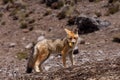 Andean Fox (Lycalopex culpaeus) Royalty Free Stock Photo