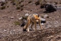 Andean Fox (Lycalopex culpaeus) Royalty Free Stock Photo