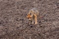 Andean Fox (Lycalopex culpaeus)