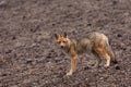 Andean Fox (Lycalopex culpaeus) Royalty Free Stock Photo