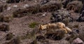 Andean Fox (Lycalopex culpaeus)