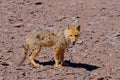 Andean fox, lycalopex culpaeus, also known as culpeo, zorro culpeo or andean wolf, near Paso Pircas Negras, Argentina Royalty Free Stock Photo