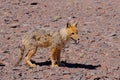 Andean fox, lycalopex culpaeus, also known as culpeo, zorro culpeo or andean wolf, near Paso Pircas Negras, Argentina Royalty Free Stock Photo