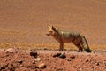 Andean fox, lycalopex culpaeus, also known as zorro culpeo. Atacama desert, Chile