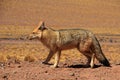 Andean fox, lycalopex culpaeus, also known as zorro culpeo. Atacama desert, Chile Royalty Free Stock Photo