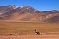 Andean fox, lycalopex culpaeus, also known as zorro culpeo. Atacama desert, Chile Royalty Free Stock Photo