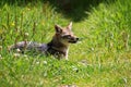 Andean fox, lycalopex culpaeus, also known as zorro culpeo. Carretera Austral, Chile Royalty Free Stock Photo