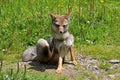 Andean fox, lycalopex culpaeus, also known as zorro culpeo. Carretera Austral, Chile Royalty Free Stock Photo