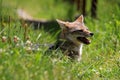 Andean fox, lycalopex culpaeus, also known as zorro culpeo. Carretera Austral, Chile