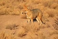 Andean Fox or Zorro Culpeo in the Desert Brush Field, Altiplano of Chile