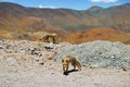 Andean foxes roaming on a mountain pass