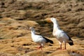 Two Andean geese