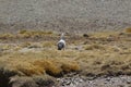 Andean goose (Chloephaga melanoptera)