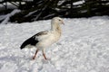 Andean Goose, chloephaga melanoptera, Adult standing on Snow