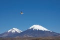 Andean Gull