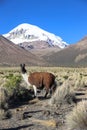The Andean landscape with herd of llamas Royalty Free Stock Photo