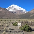 The Andean landscape with herd of llamas Royalty Free Stock Photo