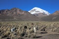 The Andean landscape with herd of llamas Royalty Free Stock Photo