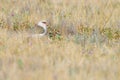 Andean lapwing, Vanellus resplendens bird sitting in the grass, Antisana NP, Ecuador, South America. Lapwing in the mountain