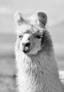 Andean Llamas Royalty Free Stock Photo