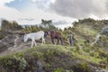 Andean Man with Mules at Road, Quilotoa, Ecuador