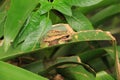 Andean Marsupial Tree Frog