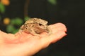 Andean Marsupial Tree Frog