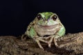 Andean marsupial tree frog Gastrotheca riobambae Royalty Free Stock Photo