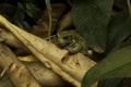 The Andean marsupial tree frog Gastrotheca riobambae. Royalty Free Stock Photo