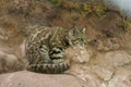 Andean Mountain Cat