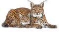 Andean mountain cat and kitten portrait with ample empty space for text placement