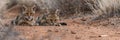 Andean mountain cat and kitten portrait with ample space on the left for text placement