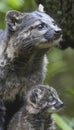 Andean mountain cat and kitten portrait with space for text, object on right side