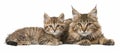 Andean mountain cat and kitten portrait with space for text, object on right side