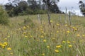 Andean mountain range country side yellow flower landscape with trees