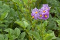 Andean potato flowers Royalty Free Stock Photo