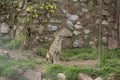 Andean Puma Royalty Free Stock Photo