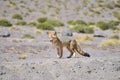 Andean Red Fox Culpeo Royalty Free Stock Photo