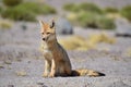 Andean Red Fox Culpeo Royalty Free Stock Photo